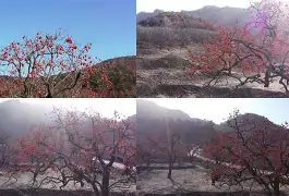 英雄联盟S15比赛时间-包含Q葎m?